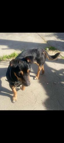 Lost Male Dog last seen pecos and Herndon rd, Modesto, CA 95351