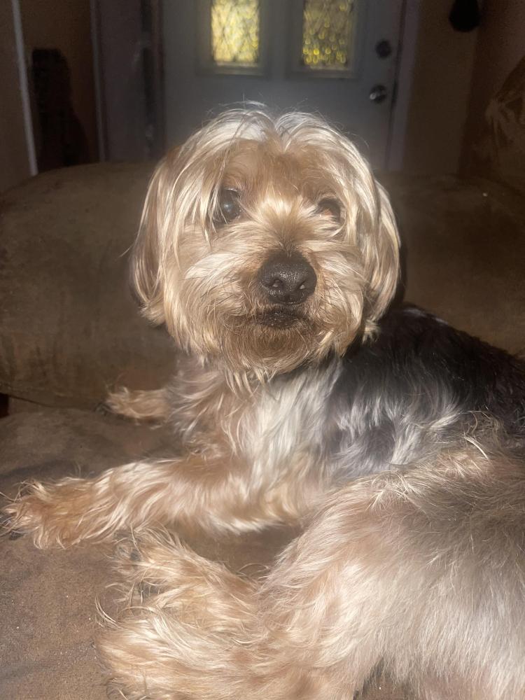 Reunited Male Dog last seen Carswell ter and Collins st, Arlington, TX 76010