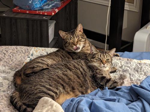 Lost Male Cat last seen Ray Rd and Toovey, Kelowna, BC V1X 6R5