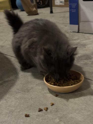 Found/Stray Female Cat last seen Melissa Dr and Madison Dr, Plain City, OH 43064