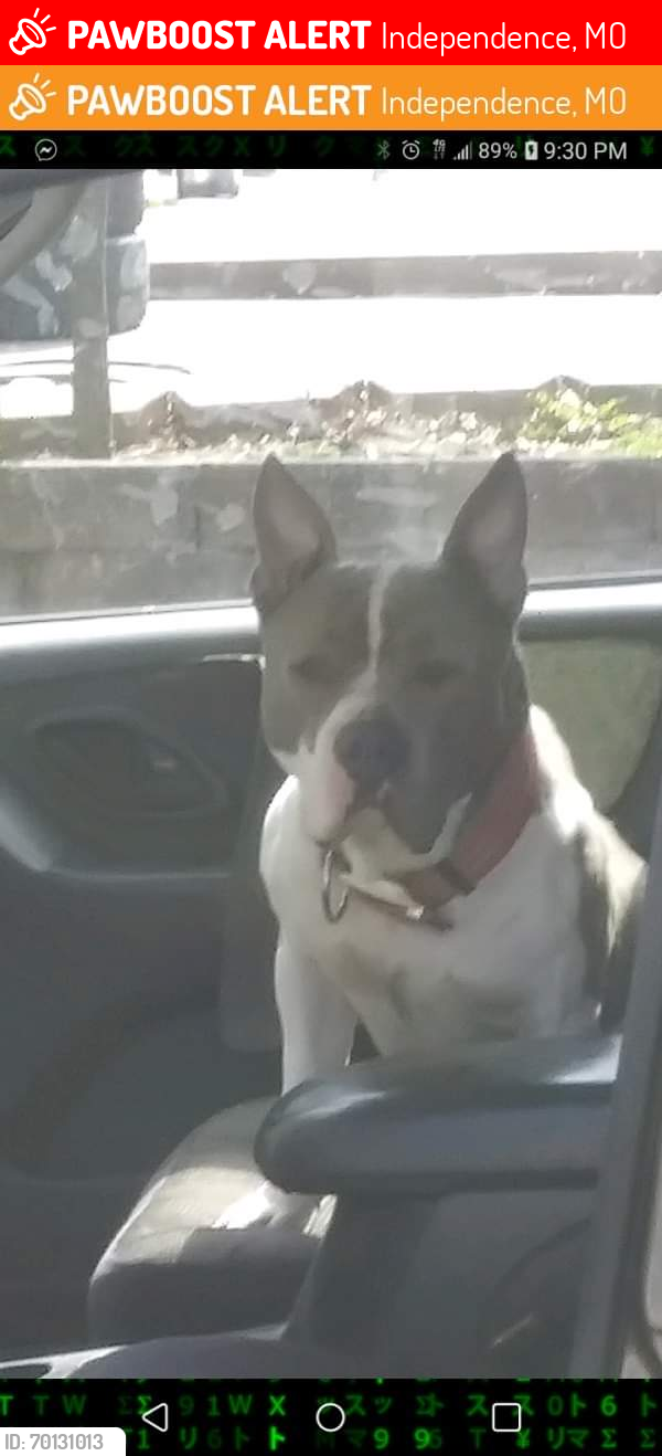 Lost Female Dog last seen 23rd and sterling , Independence, MO 64052
