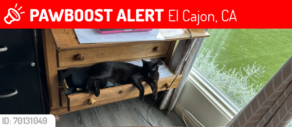 Lost Male Cat last seen Lilly ave , El Cajon, CA 92021