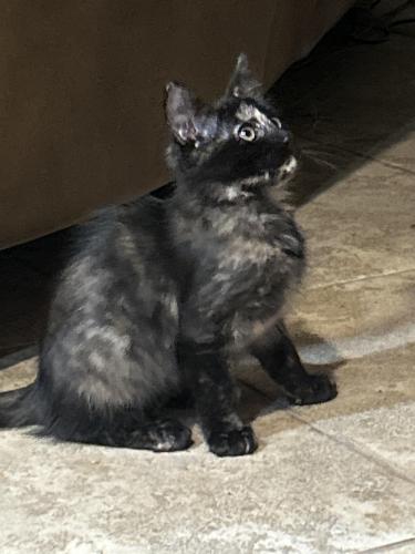 Lost Female Cat last seen Austin Street and Indian Meadow, League City, TX 77573