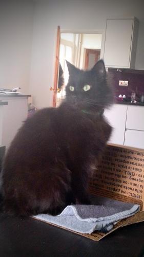 Lost Male Cat last seen One block north from St Pauls, Gloucestershire, England GL50