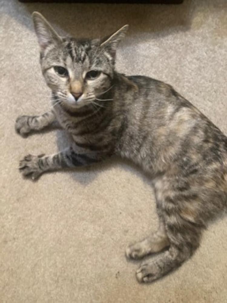 Shelter Stray Female Cat last seen Herndon, VA 20171, Glen Echo Circle, Fairfax County, VA, Fairfax, VA 22032