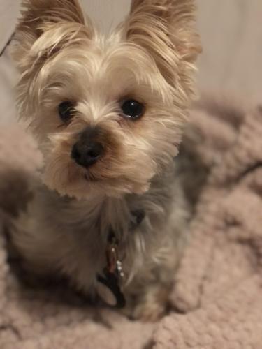 Lost Male Dog last seen 154th cottage grove , South Holland, IL 60473