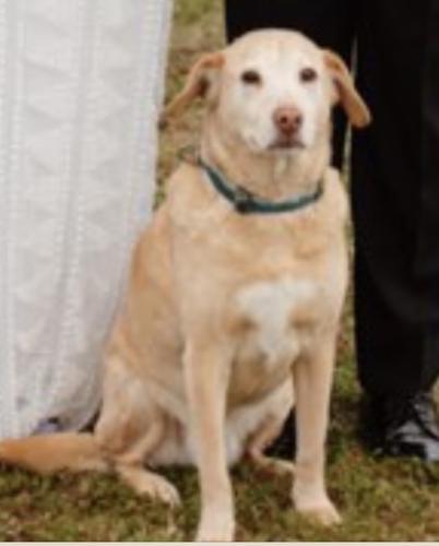 Lost Male Dog last seen Behind Target, close to Stillwell. Caldwell St, Waco, TX 76710