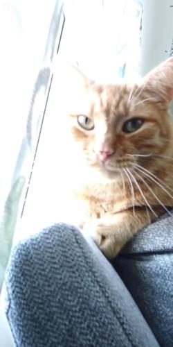 Lost Male Cat last seen Old Fort Rd. & Frontier Court, Fort Washington, MD 20744