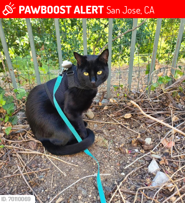 Lost Male Cat last seen Killarney Circle and Killarney Way, San Jose, CA 95138