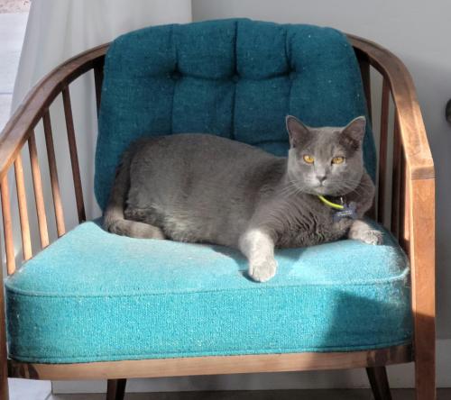 Lost Male Cat last seen Gene NW and Guadalupe Trail NW, Albuquerque, NM 87107