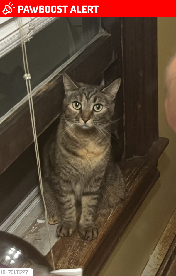 Lost Female Cat last seen Near east lincoln avenue, Atlantic Highlands, NJ 07716