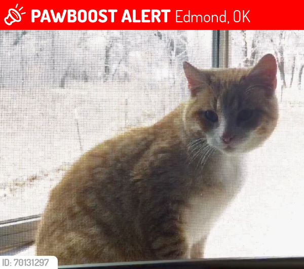 Lost Male Cat last seen Sooner and Waterloo, Edmond, OK 73034