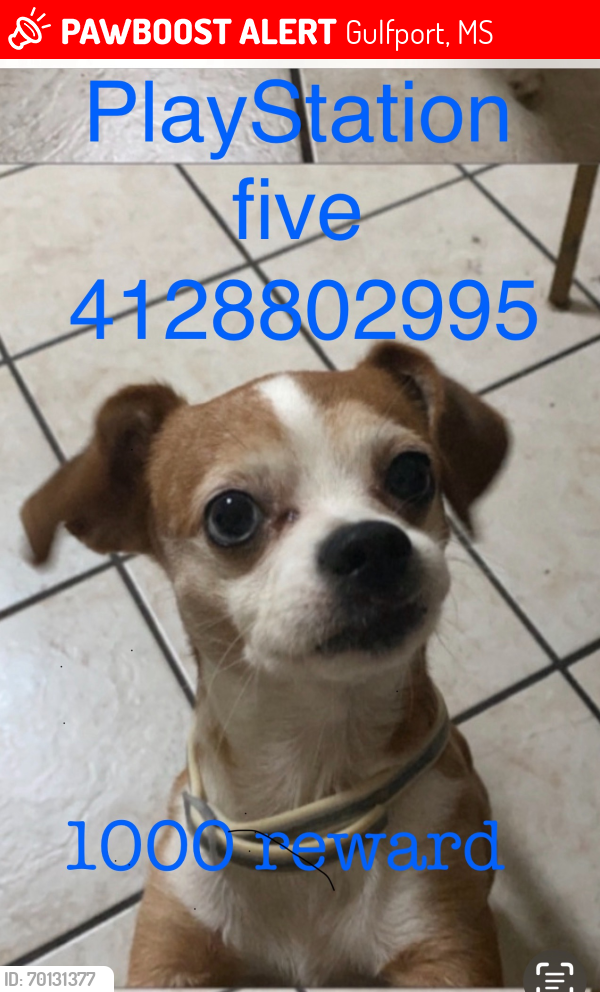 Lost Male Dog last seen 13th St., Gulfport, MS 39501