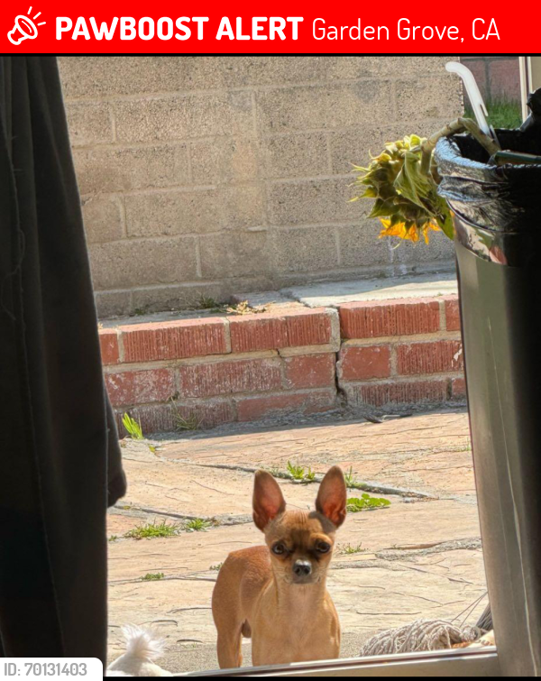 Lost Male Dog last seen Purdy and Yockey streets, Garden Grove, CA 92844