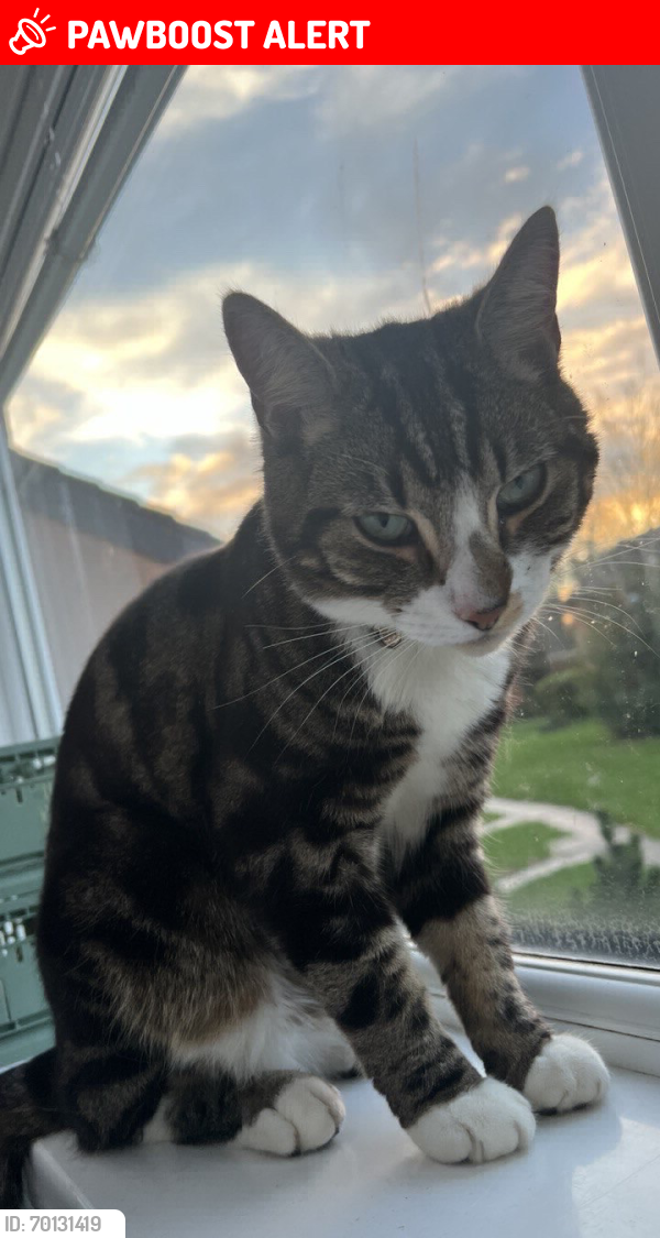Lost Male Cat last seen Springfield allotments, West Midlands, England B13