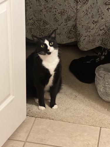 Lost Male Cat last seen CrescentWood apartments , Clute, TX 77531