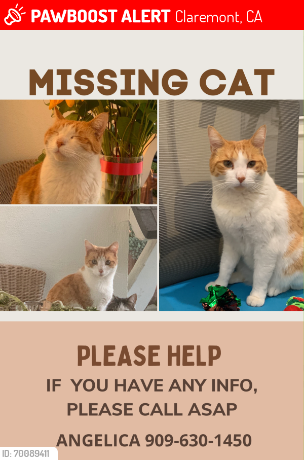 Lost Male Cat last seen Towne Ave Claremont ca 91711, Claremont, CA 91711
