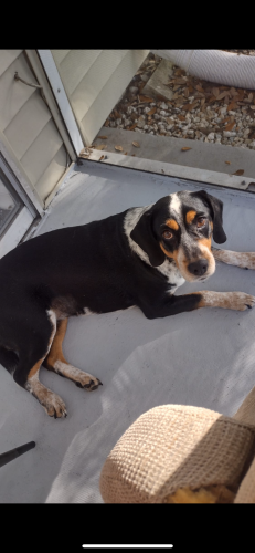 Lost Female Dog last seen Naples Blvd, Airport Pulling Road , Naples, FL 34109