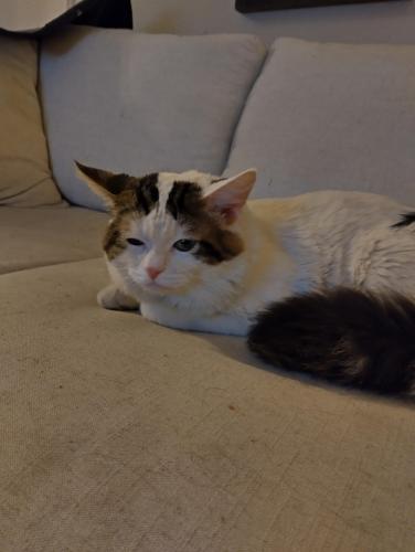 Lost Male Cat last seen 119th Ave and McDowell , Avondale, AZ 85392