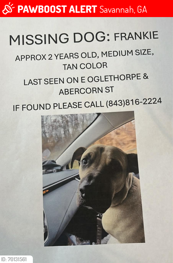 Lost Male Dog last seen E. Oglethorpe Ave and Abercorn St, Savannah, GA 31401