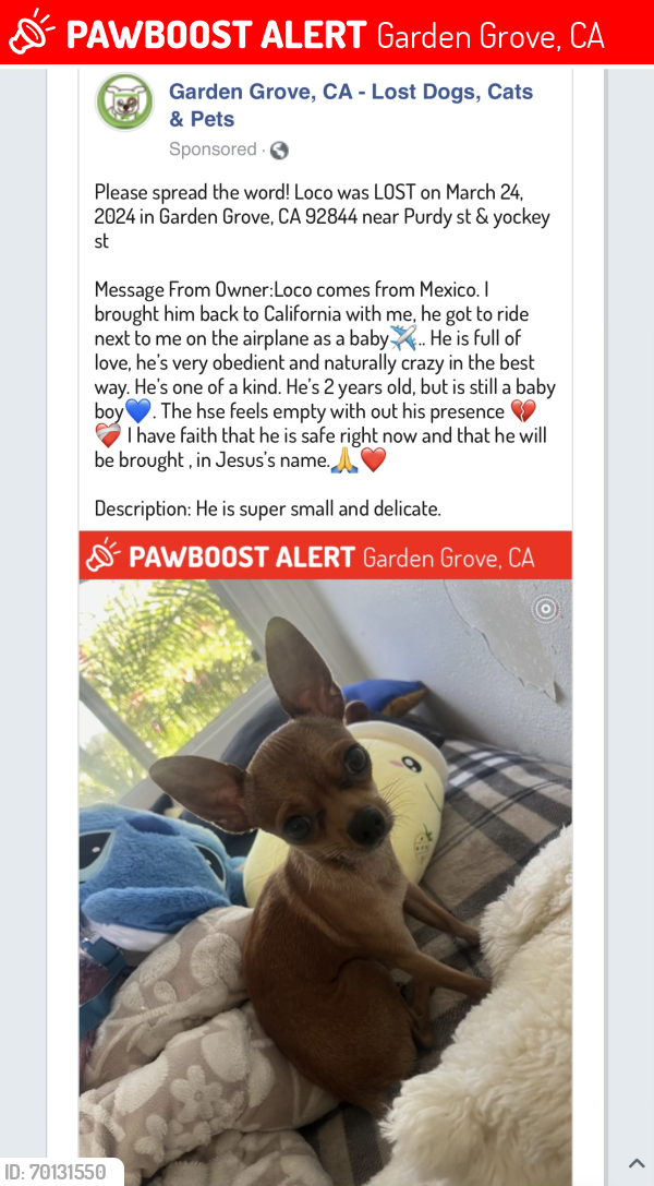 Lost Male Dog last seen Purdy st & yockey st, Garden Grove, CA 92844