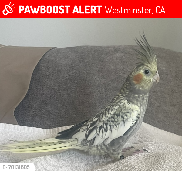 Lost Female Bird last seen Vallecito Ave & Hammon , Westminster, CA 92683