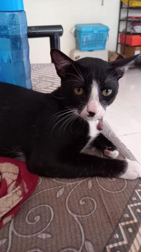 Lost Male Cat last seen Kiedaar buliding, Mumbai, MH 400047