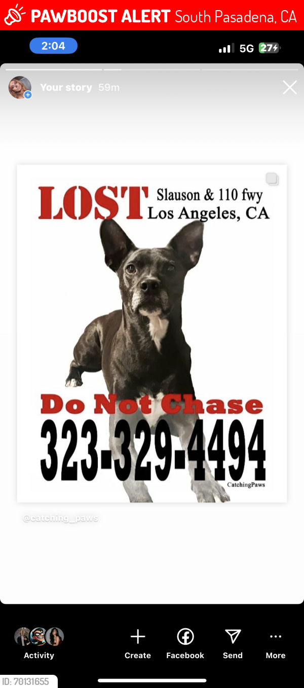 Lost Male Dog last seen slauson 110 freeway, South Pasadena, CA 90042