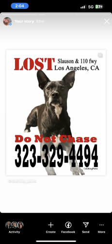 Lost Male Dog last seen slauson 110 freeway, South Pasadena, CA 90042