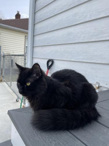 Lost Male Cat last seen State Rd and Broadview Rd, Parma, OH 44134