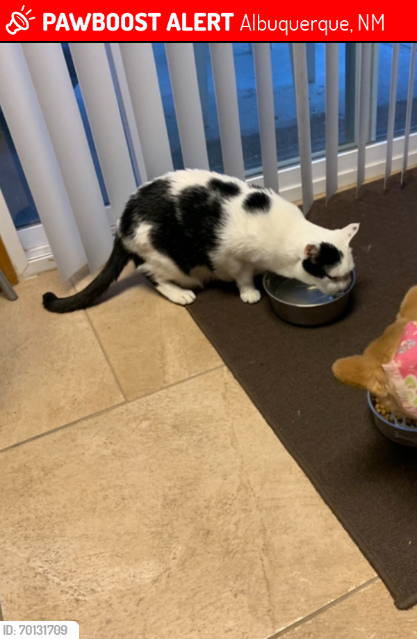 Lost Male Cat last seen Chelwood Park and Constitution , Albuquerque, NM 87112