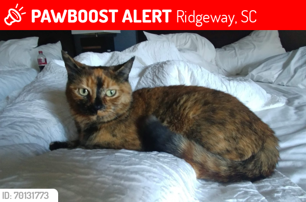Lost Female Cat last seen Executive Inn, Ridgeway, SC. Waffle hse, Exon. , Ridgeway, SC 29130