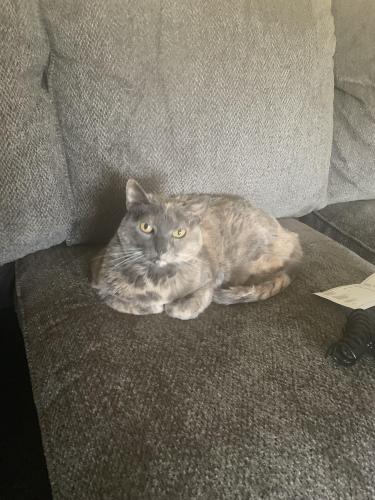 Lost Female Cat last seen St clair and pawnee, Wichita, KS 67217