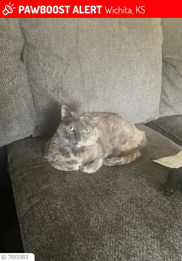 Lost Female Cat last seen St clair and pawnee, Wichita, KS 67217