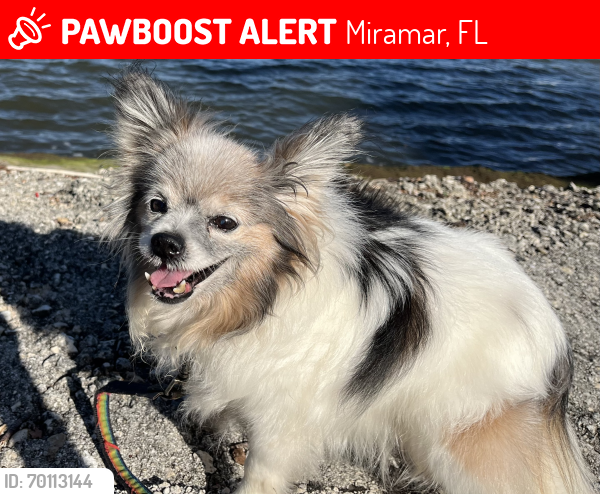 Lost Male Dog last seen Miramar Parkway and Palm Ave., Miramar, FL 33025