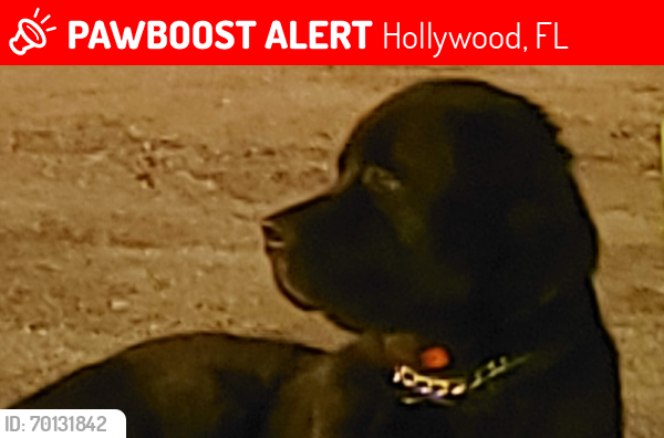 Lost Male Dog last seen North 28th avenue and Lincoln Street, Hollywood, FL 33020