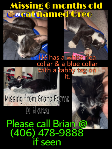 Lost Male Cat last seen Iras Rd, Grand Farms Dr N, Grand Bay, AL 36541