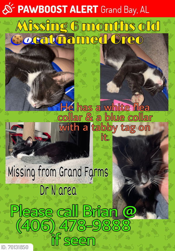 Lost Male Cat last seen Iras Rd, Grand Farms Dr N, Grand Bay, AL 36541