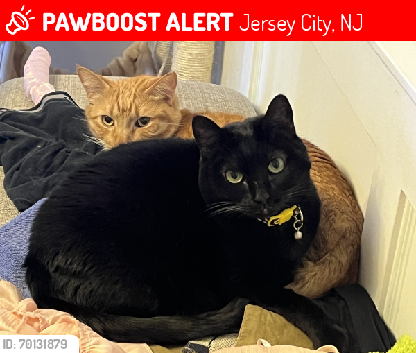 Lost Female Cat last seen At the end of Liberty ave in front Brunswick towers, Jersey City, NJ 07306