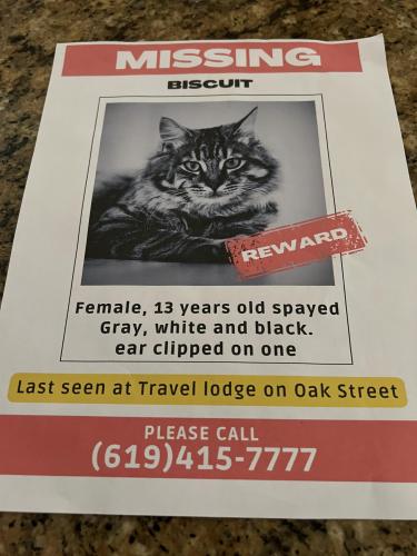 Lost Female Cat last seen Oak n California , Bakersfield, CA 93304