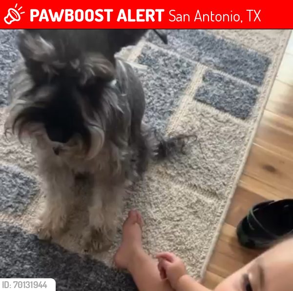 Lost Male Dog last seen Texas Ave & Purdue, San Antonio, TX 78228