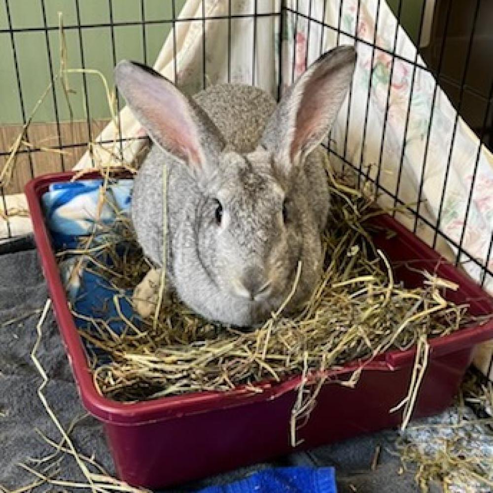 Shelter Stray Female Rabbit last seen , Bedford, NH 03110
