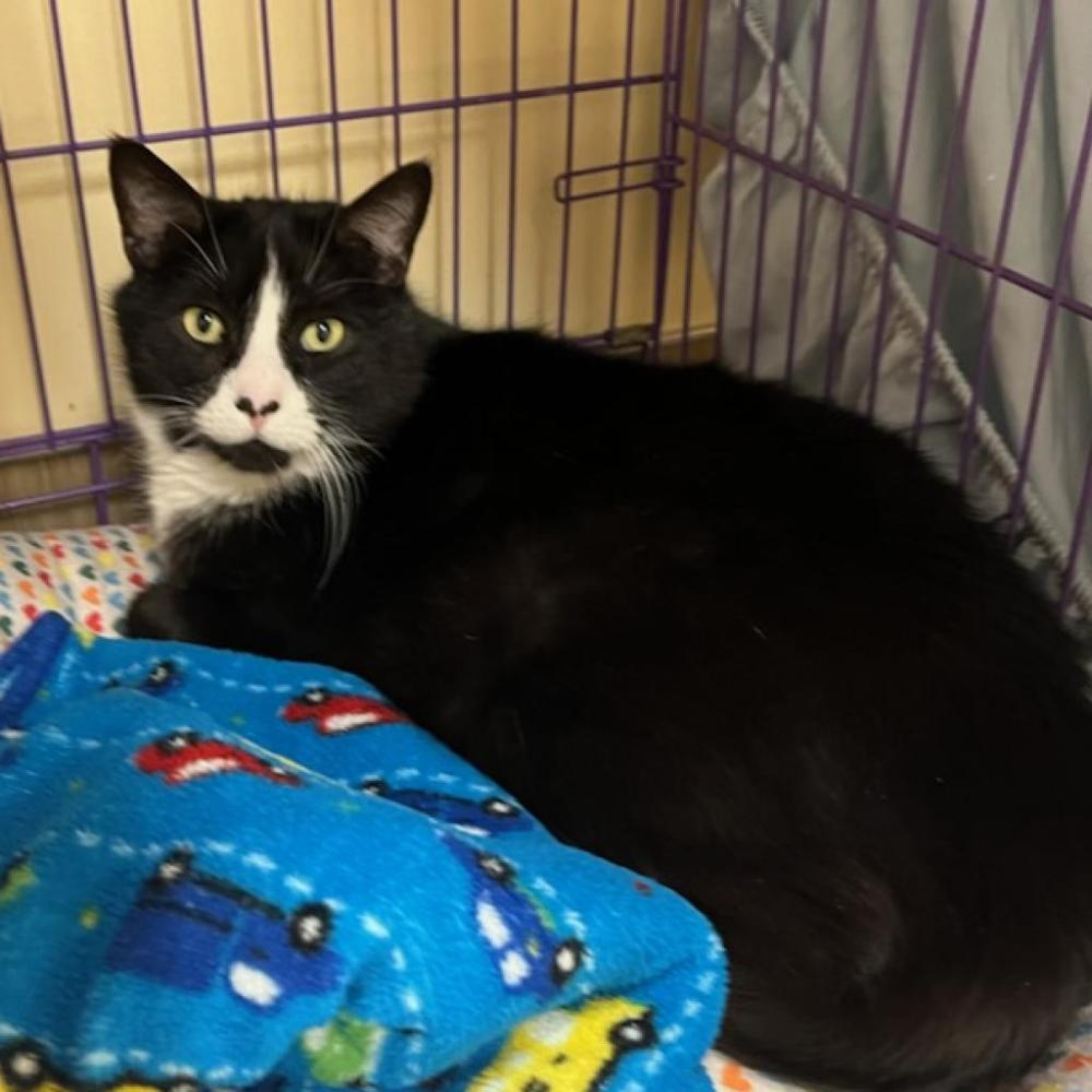 Shelter Stray Male Cat last seen , Bedford, NH 03110