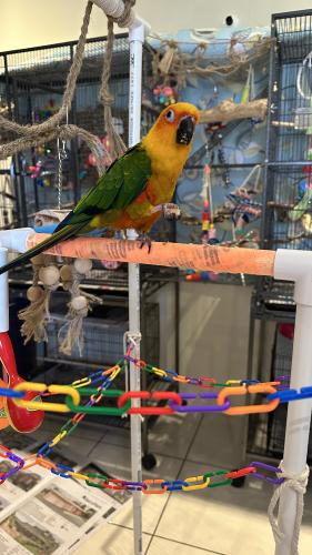 Lost Unknown Bird last seen Brush road Epping , Epping, VIC 3076