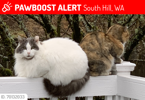 Lost Male Cat last seen 176th St. E, Puyallup- Frederickson area, South Hill, WA 98375