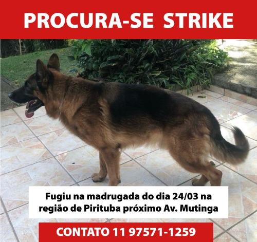 Lost Male Dog last seen Visto pela ultima vez na AV. Mutinga perto do 2000, São Paulo, SP 