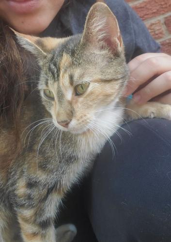 Lost Female Cat last seen Greystone and Stratford , The Village, OK 73120