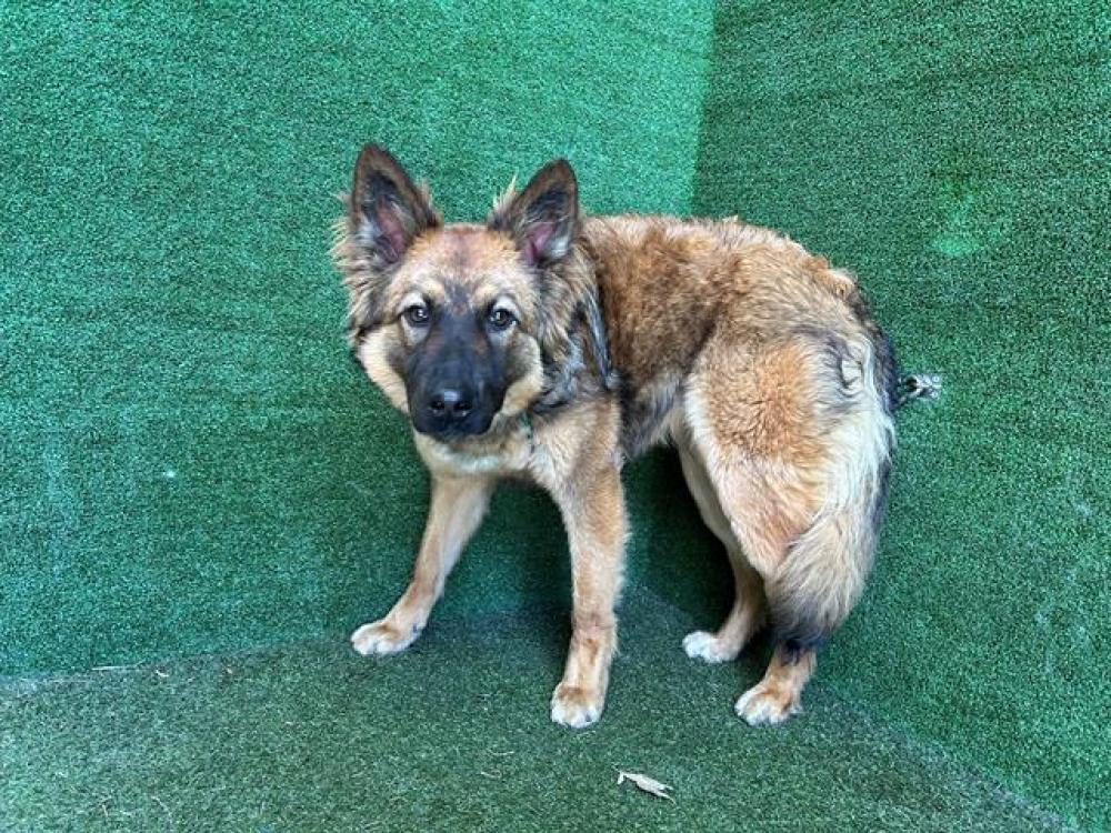 Shelter Stray Female Dog last seen , Quartz Hill, CA 93536