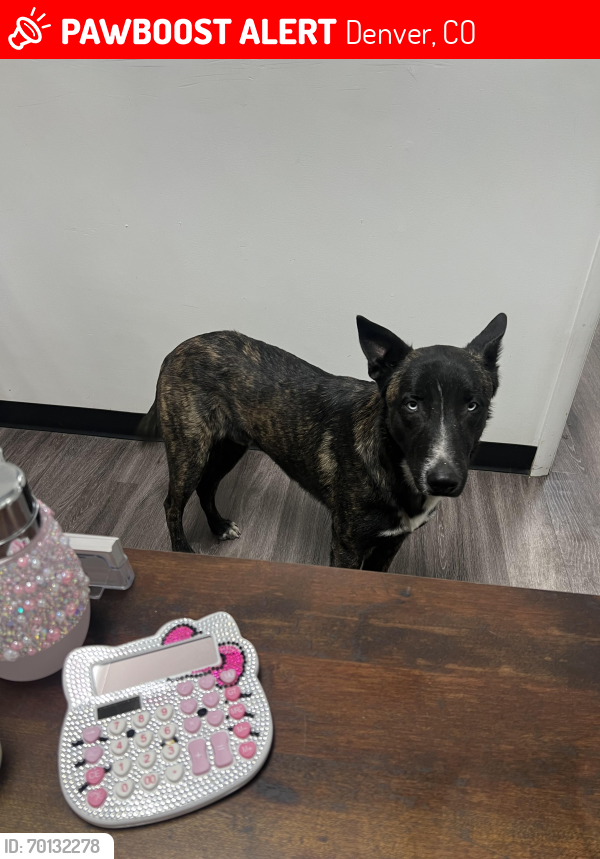 Lost Male Dog last seen 54th and Washington , Denver, CO 80216