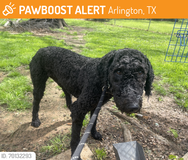 Found/Stray Male Dog last seen Bob Duncan park Arlington TX, Arlington, TX 76011